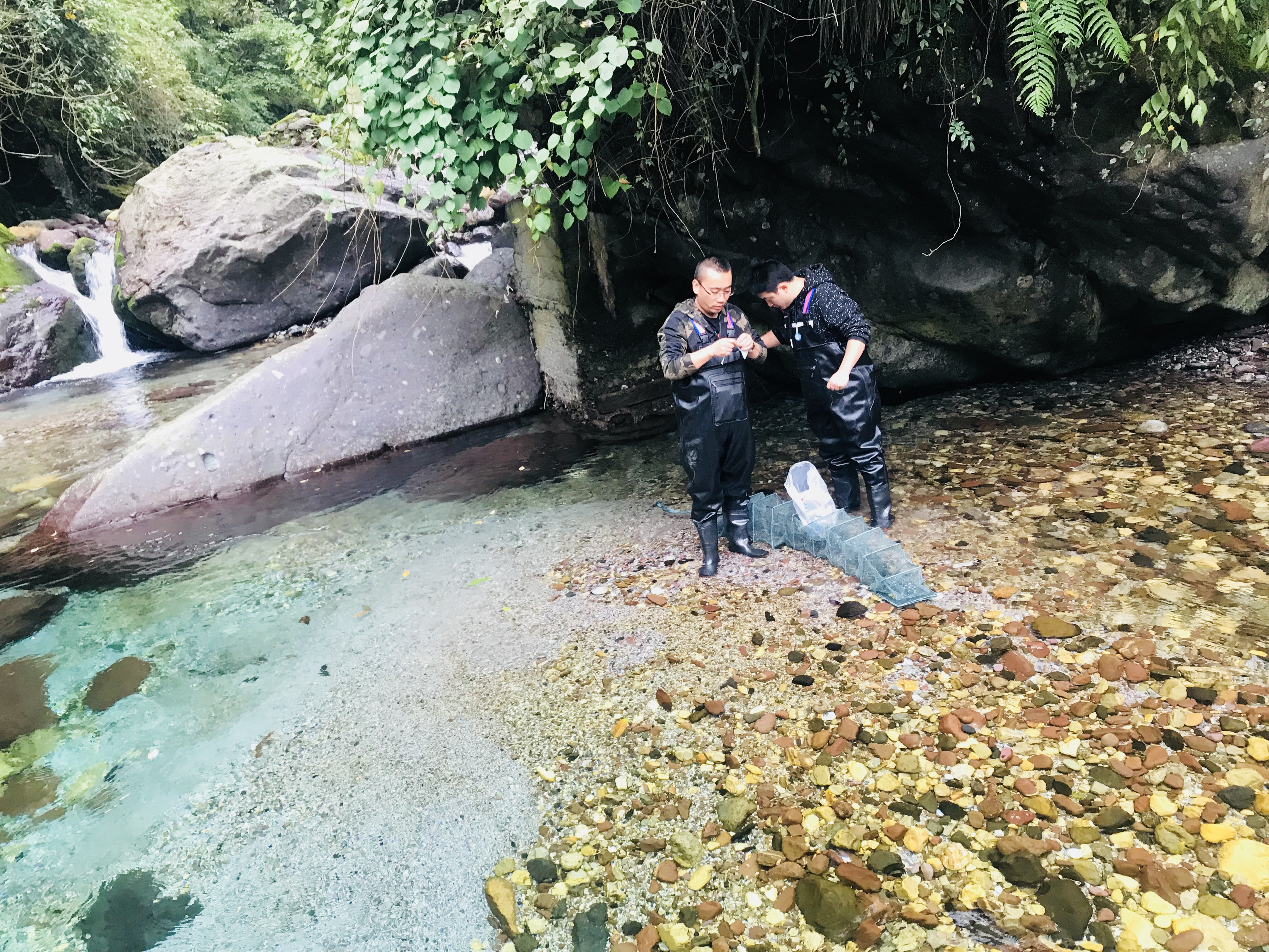 深山里的鱼回来了,我们花了十年,只做了一件事�
