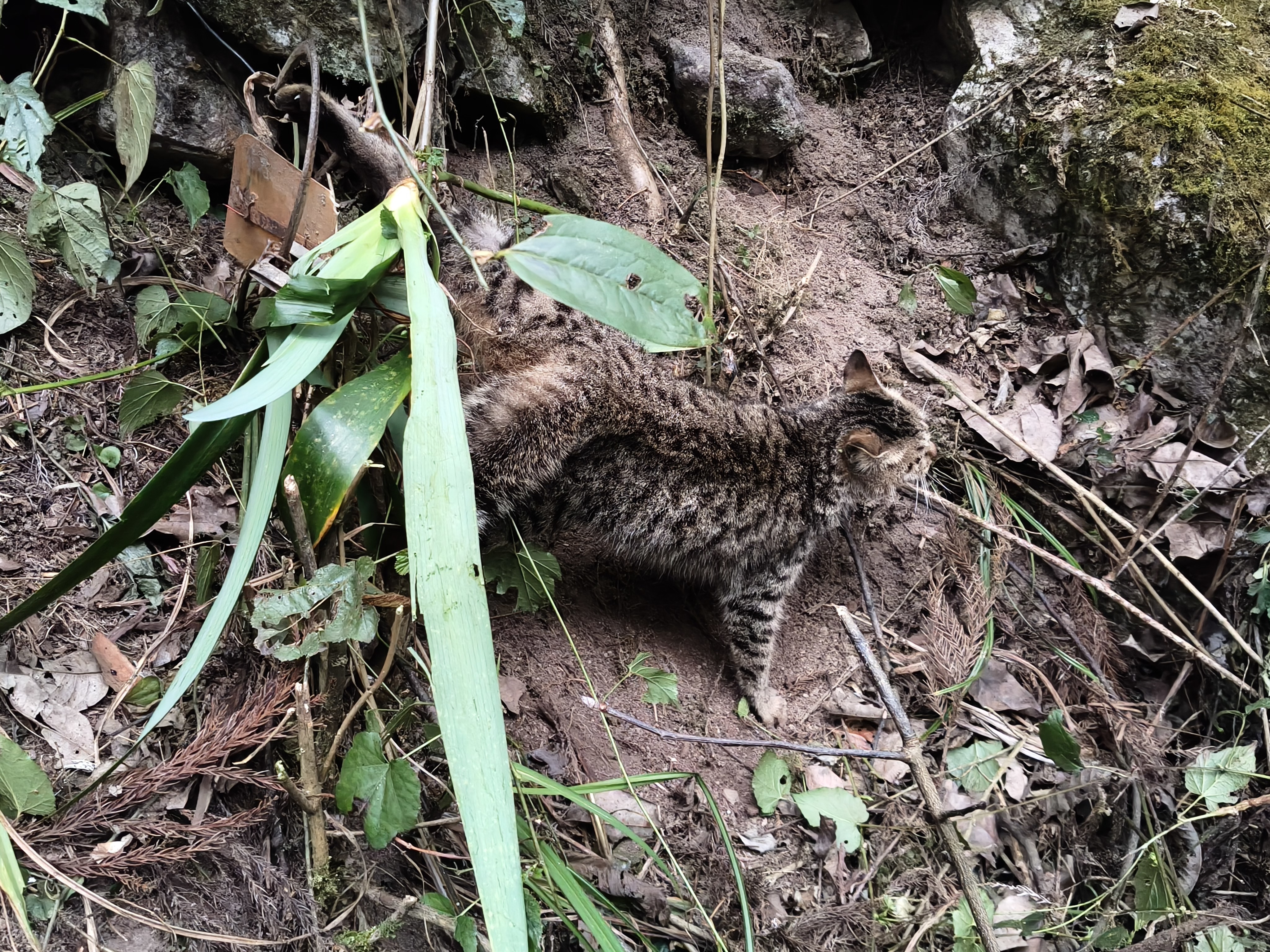 山林救猫记:一次暖心救助,更是一次风险警示