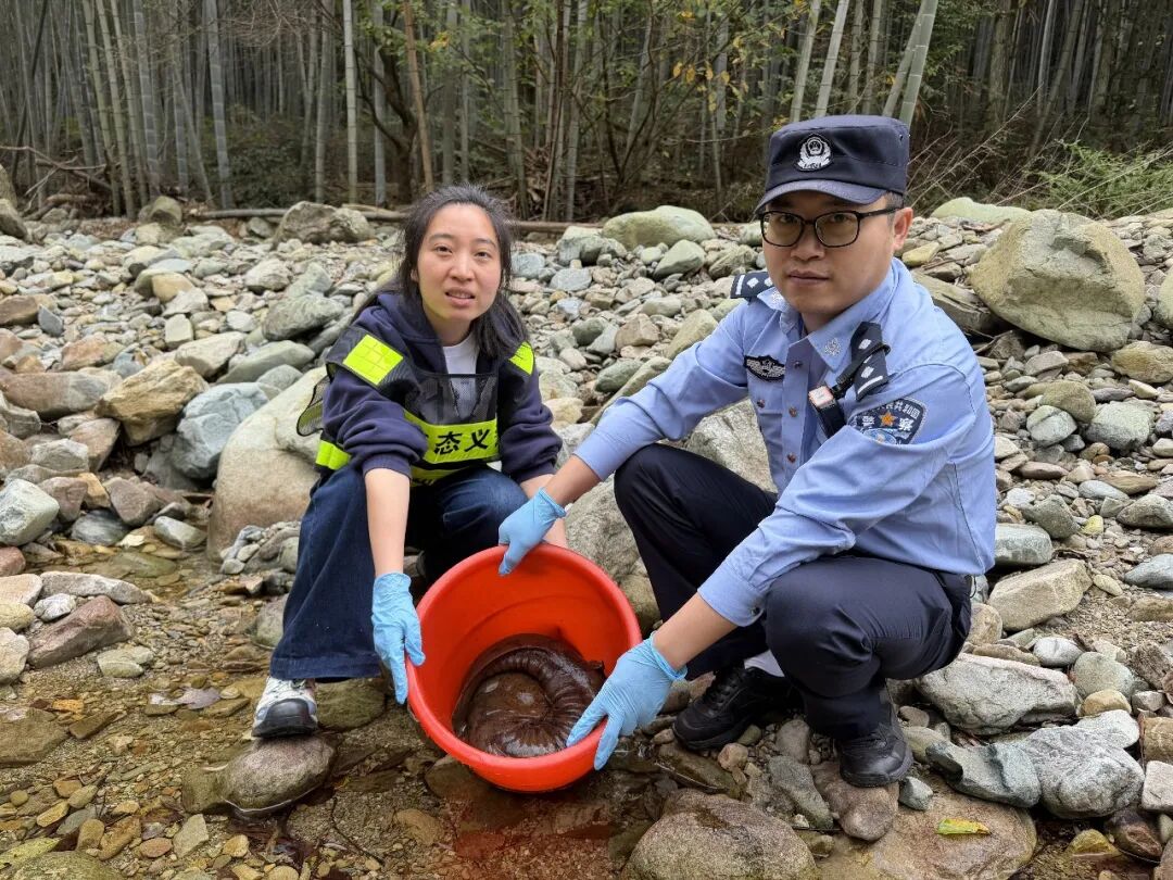 九龙峰“发现—上报—联动—放归”娃娃鱼